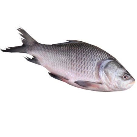 Katla Fish - Kg