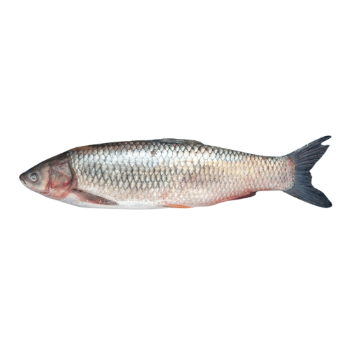 Mrigal Fish